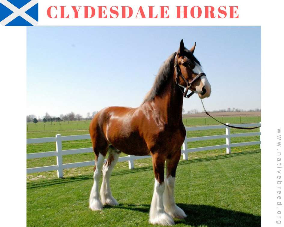 Clydesdale horse