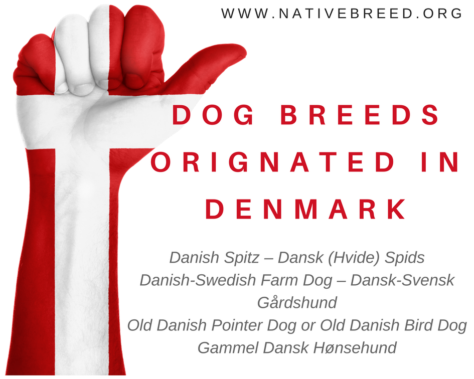 Dog breeds originating in Denmark