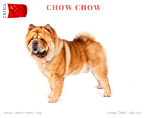 Chow Chow Dog Breed