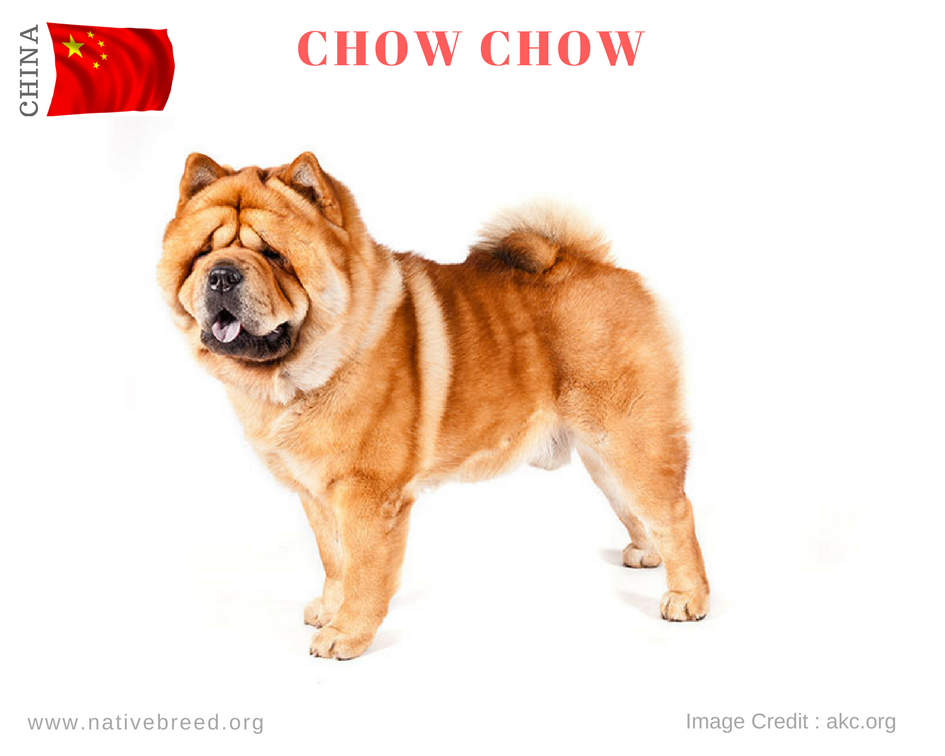 Chow Chow