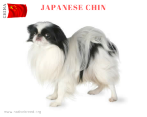 JAPANESE CHIN