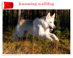 kunming wolfdog china