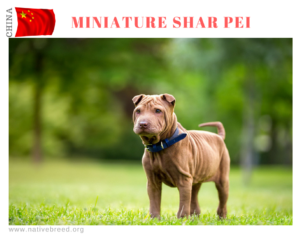 MINIATURE SHAR PEI