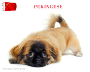 PEKINGESE dog china breed