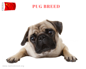 PUG BREED DOG
