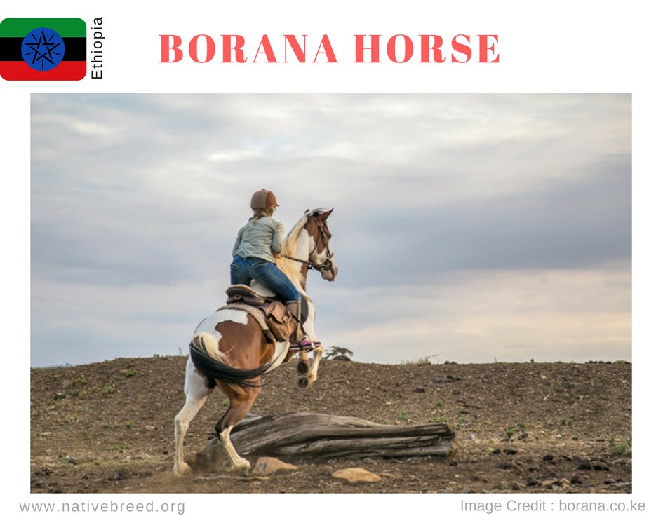 borana horse