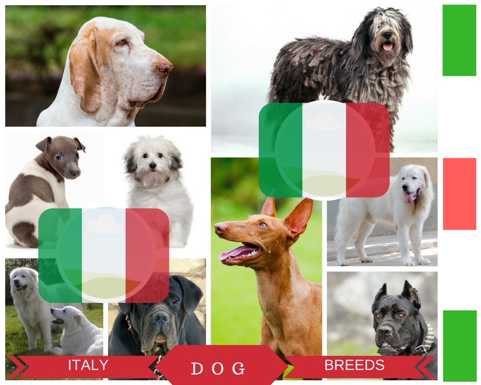 Italy : Native Dog Breeds