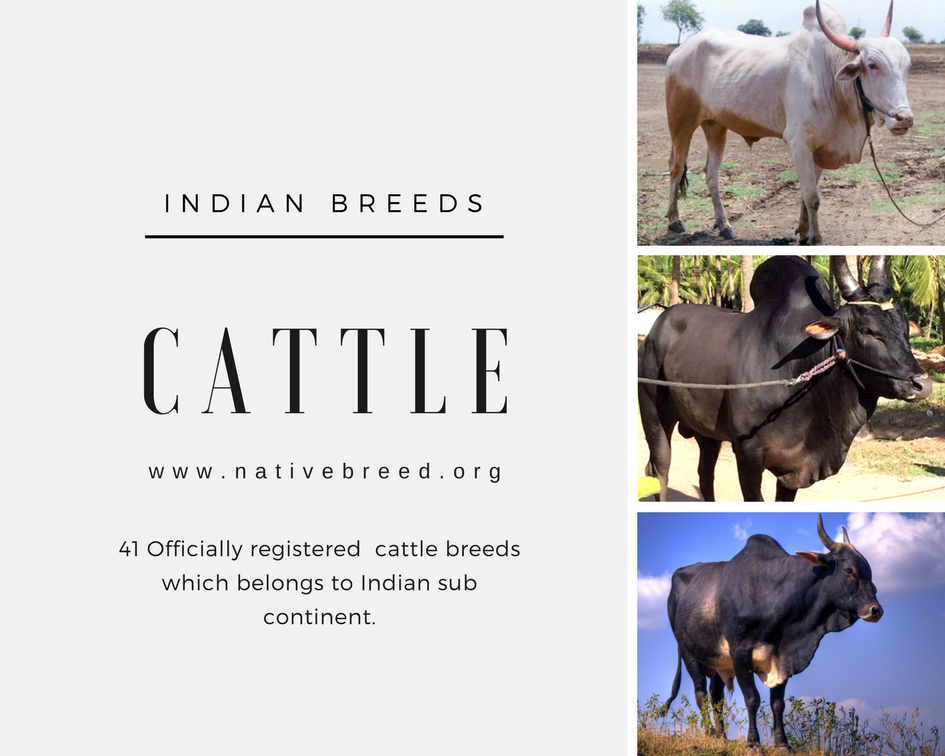 officially registered indian cattle breeds