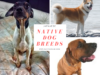 Japan : Native Dog Breeds