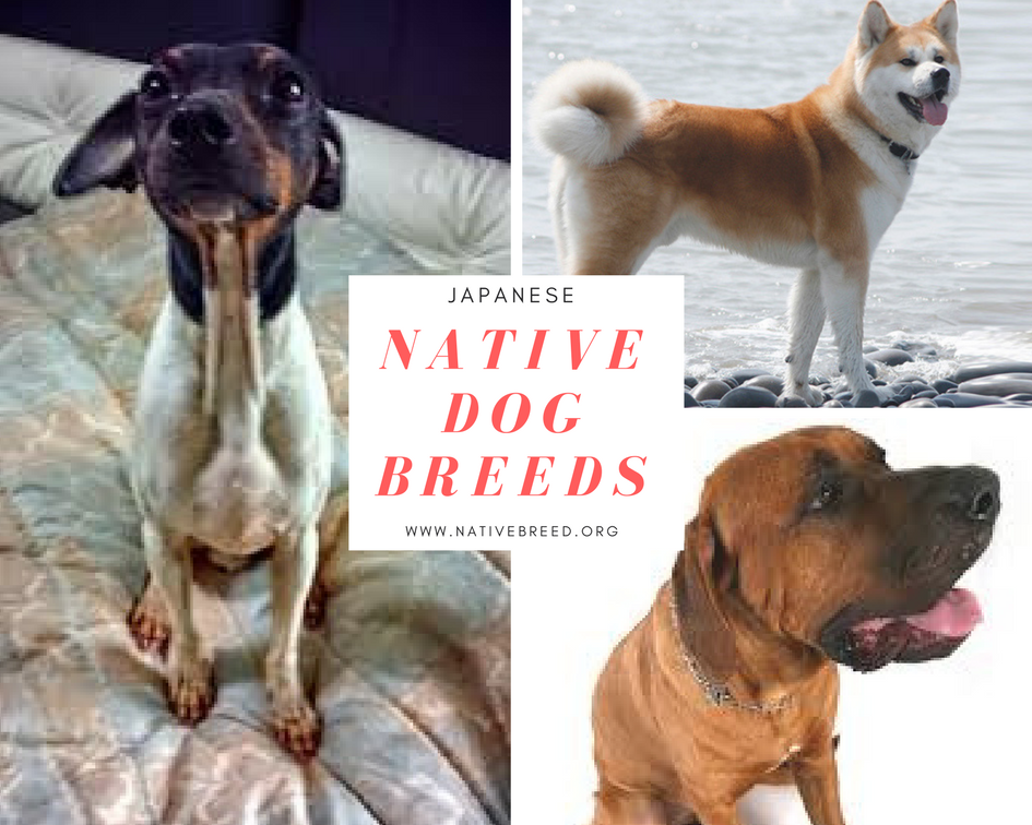 Japan : Native Dog Breeds