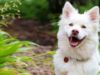 Kintamani dog