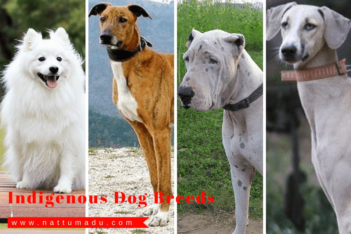 India : Native Dog Breeds
