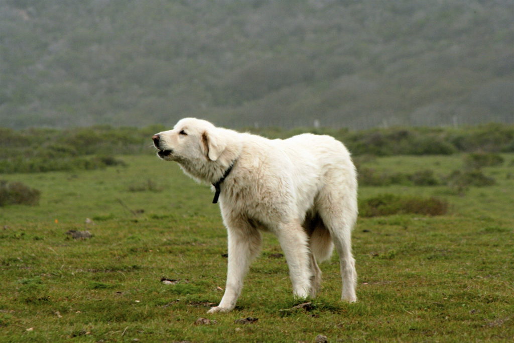 turkish cattle dog