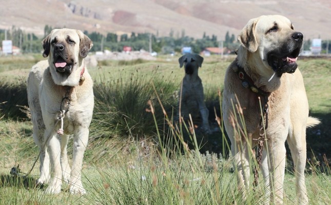 Turkey: Turkish Native Dog Breeds 