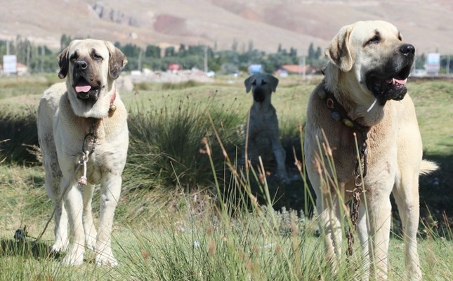 kangal shepherd dog similar breeds