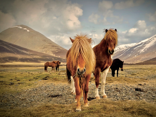 The Icelandic horse