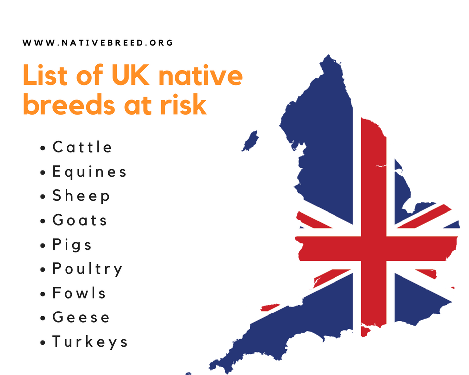 List of UK native breeds at risk