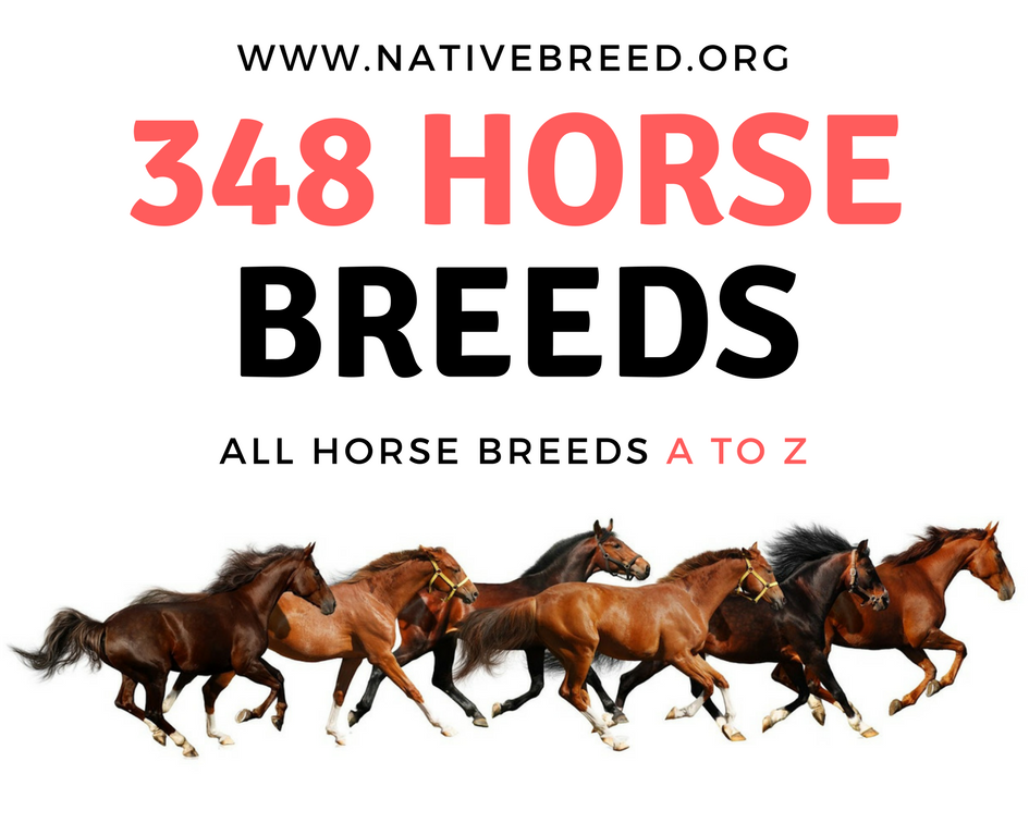 Horse Breed List