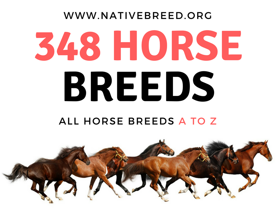 horse breed list