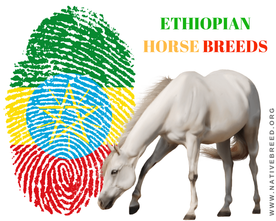 ETHIOPIAN HORSE BREEDS