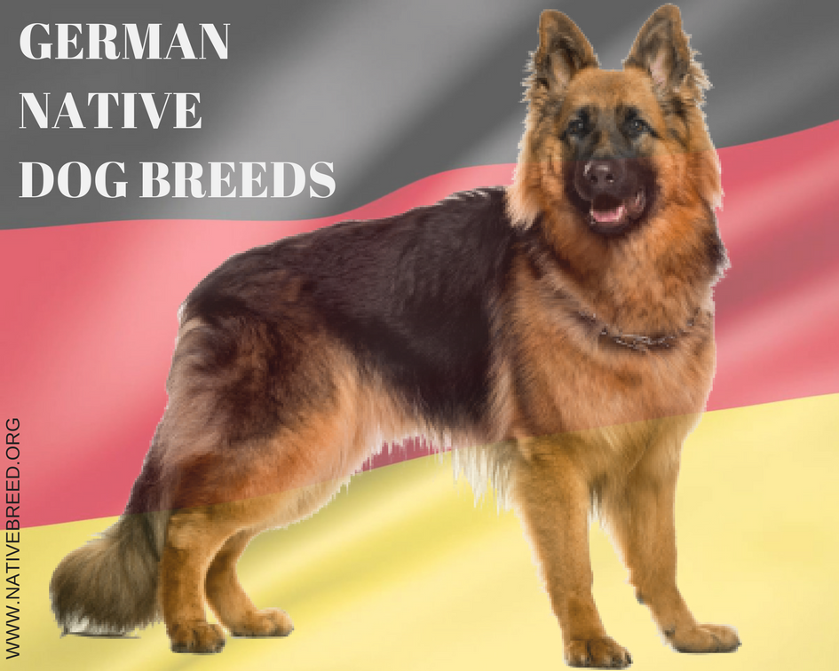 Germany native dog breed