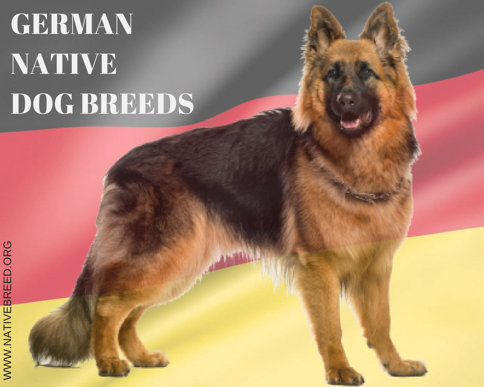 Germany : Native Dog Breeds