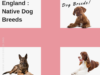 England : Native Dog Breeds