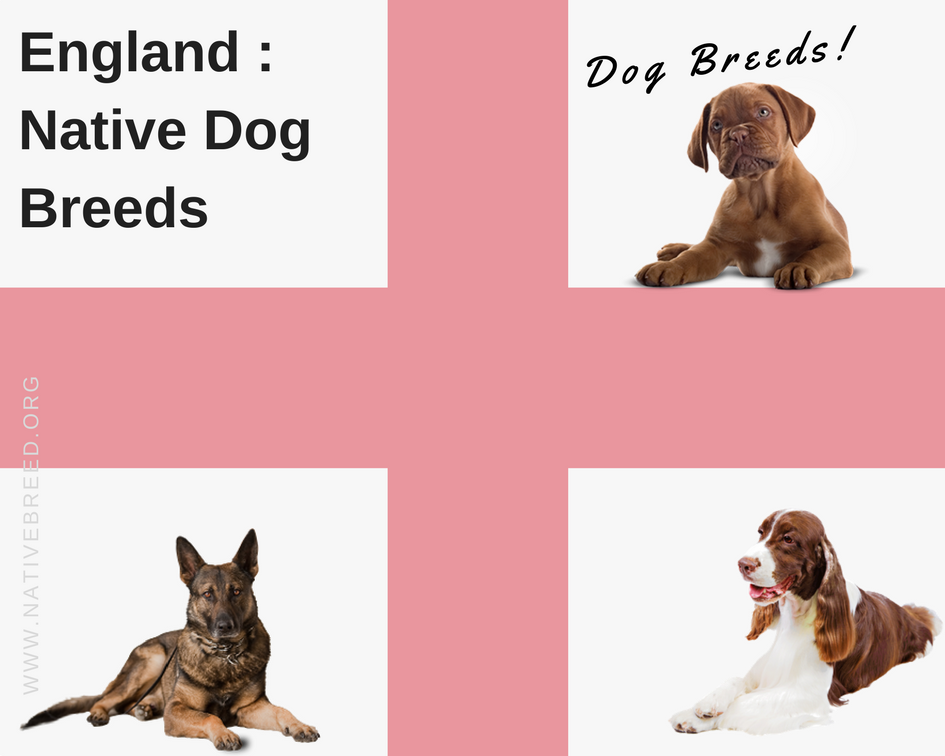 England : Native Dog Breeds