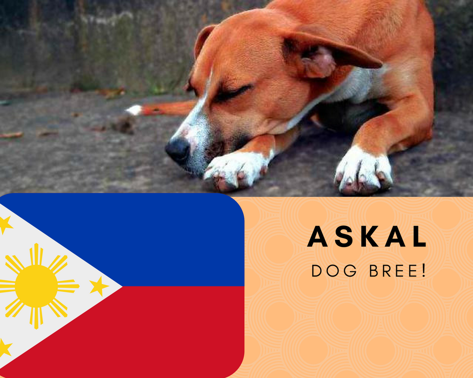 Askal Dog Breed : Philippines