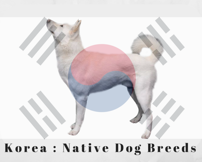 Korea Native Dog Breeds