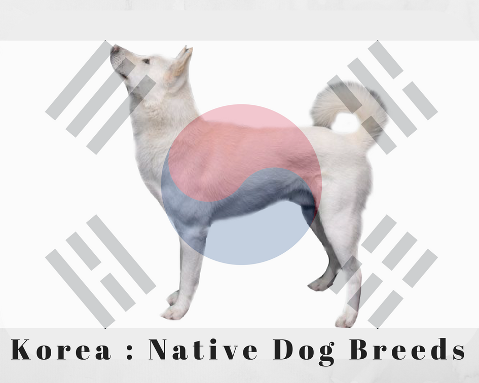 Korea : Native Dog Breeds