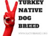 Turkey: Turkish Native Dog Breeds