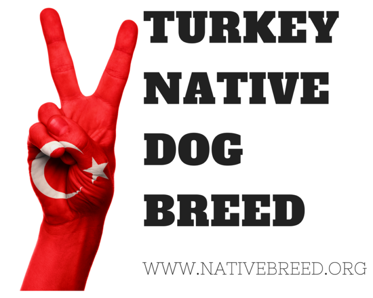 turkey native dog breeds