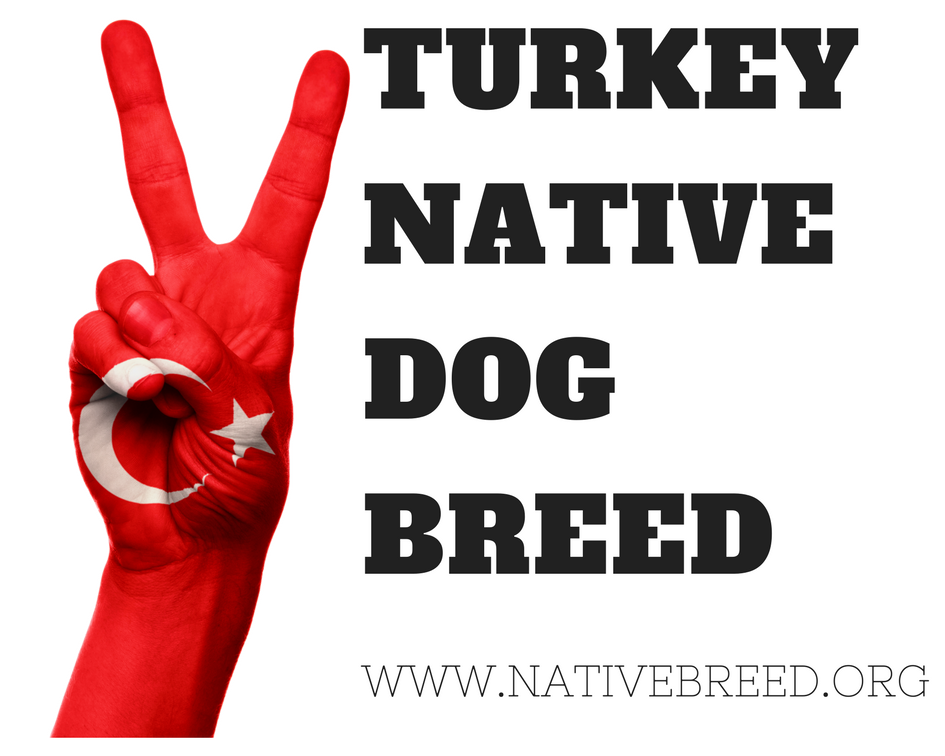 Turkey: Turkish Native Dog Breeds