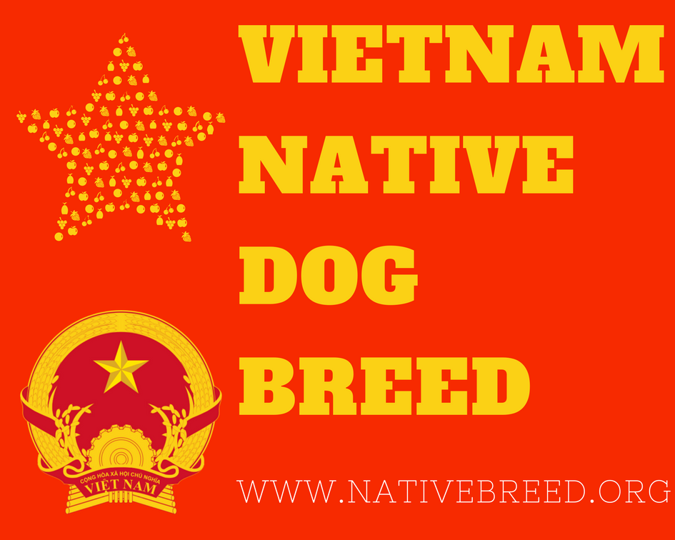 Vietnam native dog breeds