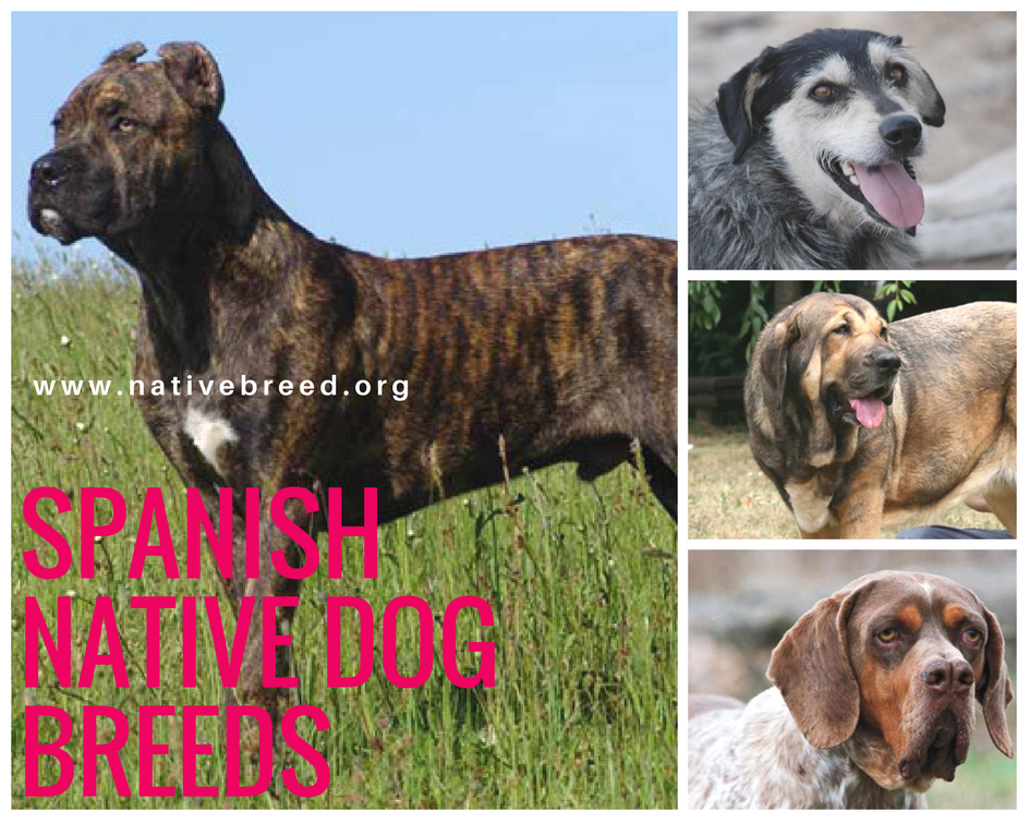 Spain : Native Dog Breeds