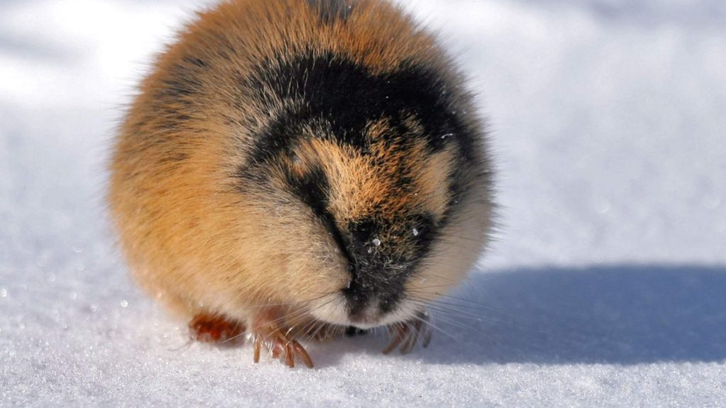 Animals Native to Russia - Native Animals Native to Russia - Native