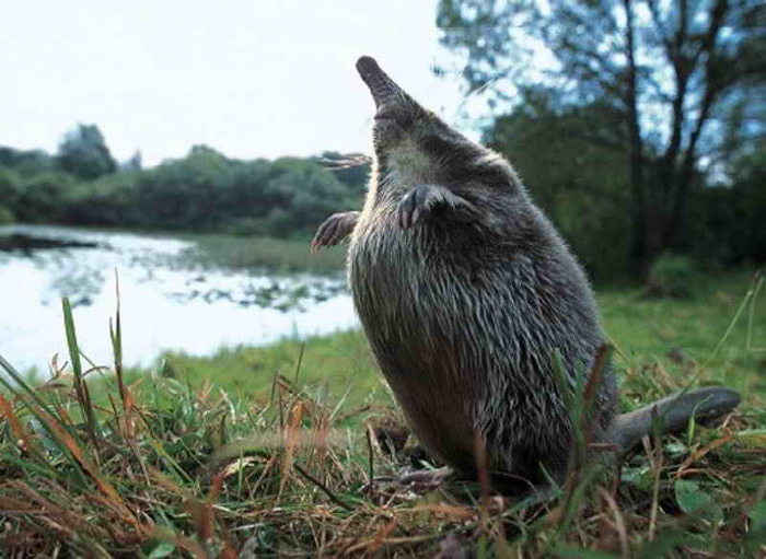 Animals Native to Russia - Native Animals Native to Russia - Native
