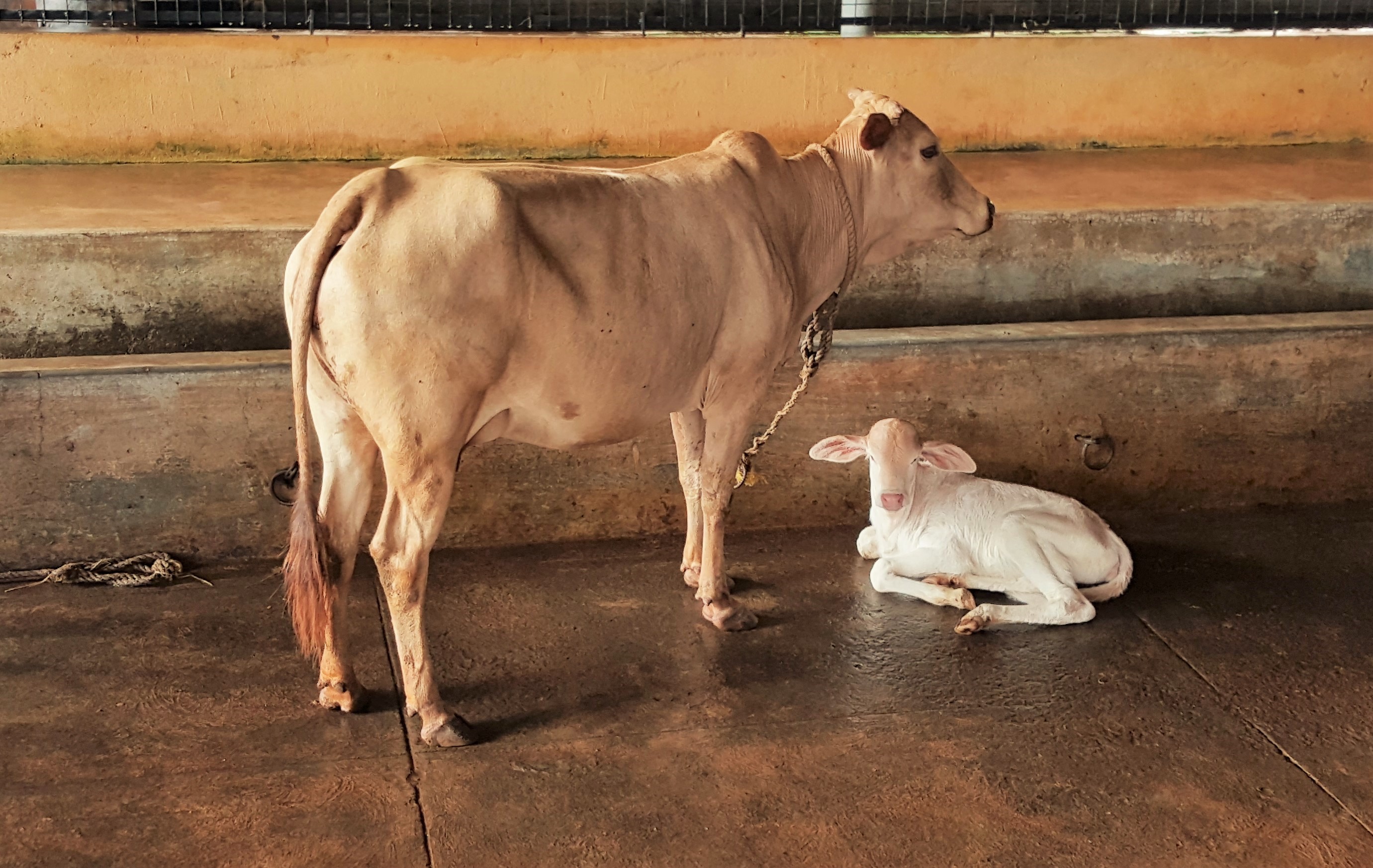 Konkan Kapila Cattle |Goa | Maharastra | India