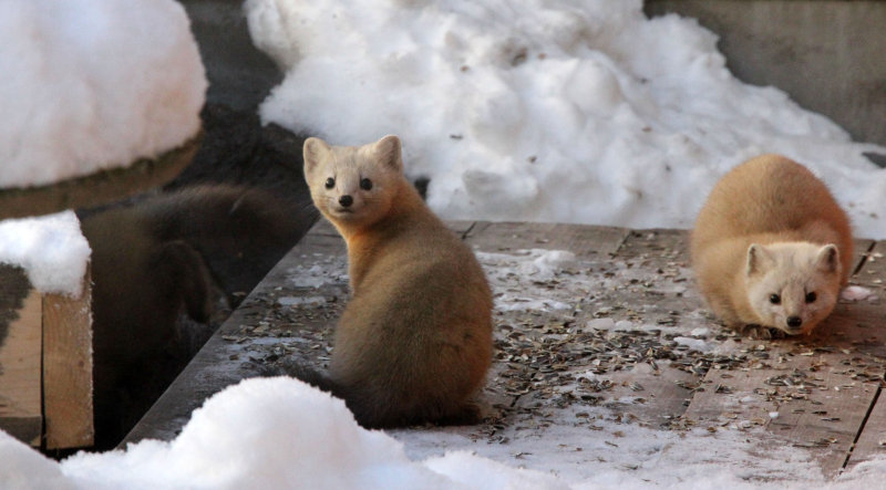 Animals Native to Russia - Native Animals Native to Russia - Native
