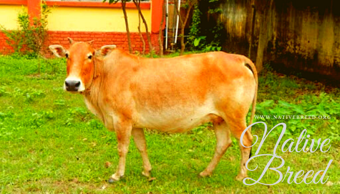 Lakhimi Cattle | Assam | India