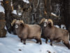 Rare indigenous sheep breeds of Greece