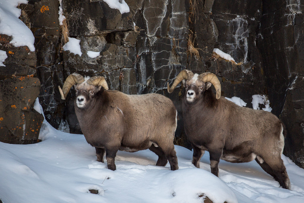 Animals Native to Russia - Native Animals Native to Russia - Native