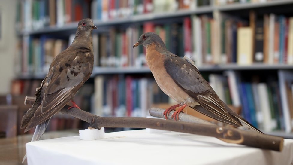 Passenger pigeon