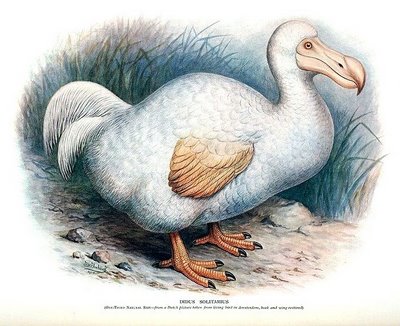 DODO