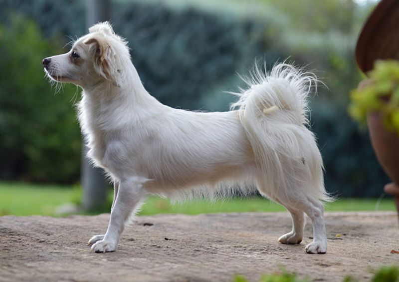 greek harehound is a mixed breed