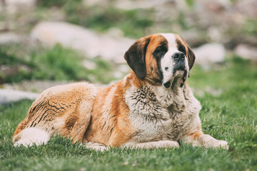 what is the rarest dog breed in switzerland