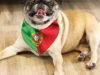 Dog breeds originating in Portugal