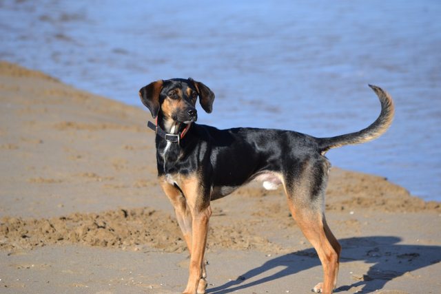 greek harehound is a mixed breed