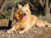 Dog breeds originating in Greece